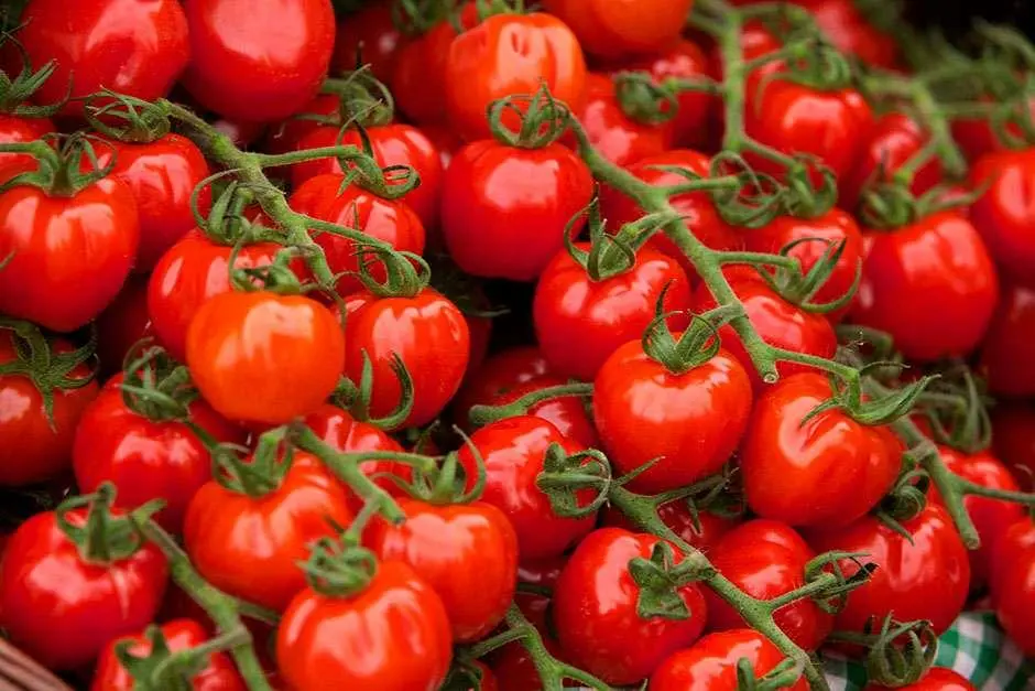 Dei grappoli di pomodori maturi, uno degli alimenti che potrebbe provocare un intolleranza alimentare.